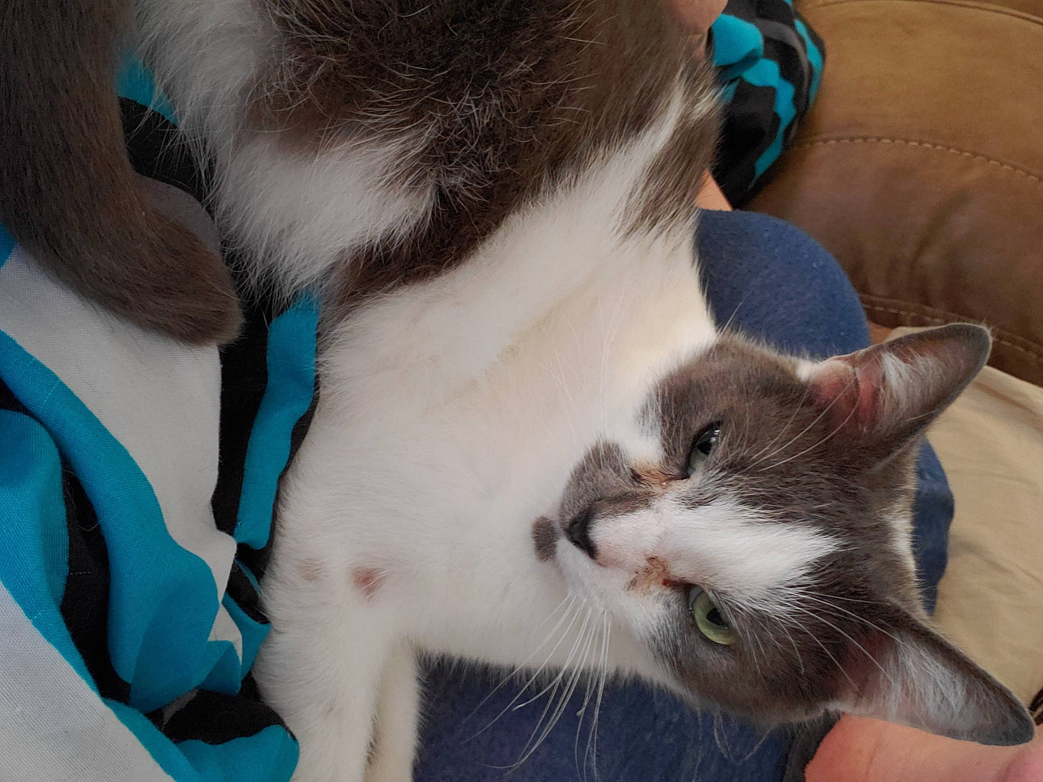 Oliver is registered to the contest to win money with this photo: blue, carnivore, cat, comfort, domestic_short_haired_cat, ear, eye, fawn, felidae, fur, iris, mammal, nose, paw, small_to_medium_sized_cats, snout, tail, textile, vertebrate, whiskers