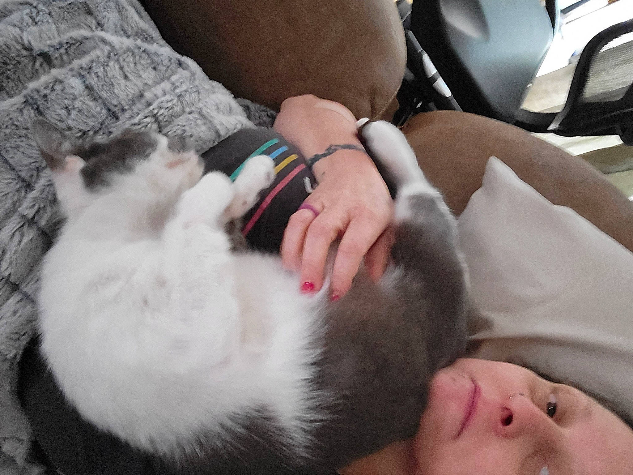 Oliver is registered to the contest to win money with this photo: carnivore, cat, comfort, companion_dog, dog_breed, eyelash, fawn, felidae, finger, fur, gesture, lap, mammal, nail, skin, small_to_medium_sized_cats, tail, vertebrate, whiskers, wrist