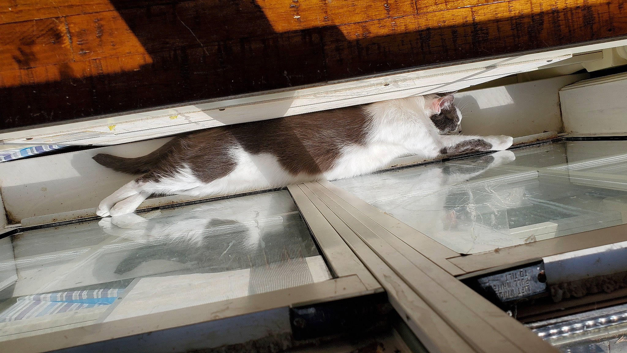 Oliver is registered to the contest to win money with this photo: brick, brickwork, carnivore, cat, comfort, domestic_short_haired_cat, felidae, floor, flooring, fur, hardwood, plywood, rectangle, roof, room, small_to_medium_sized_cats, table, tail, whiskers, wood