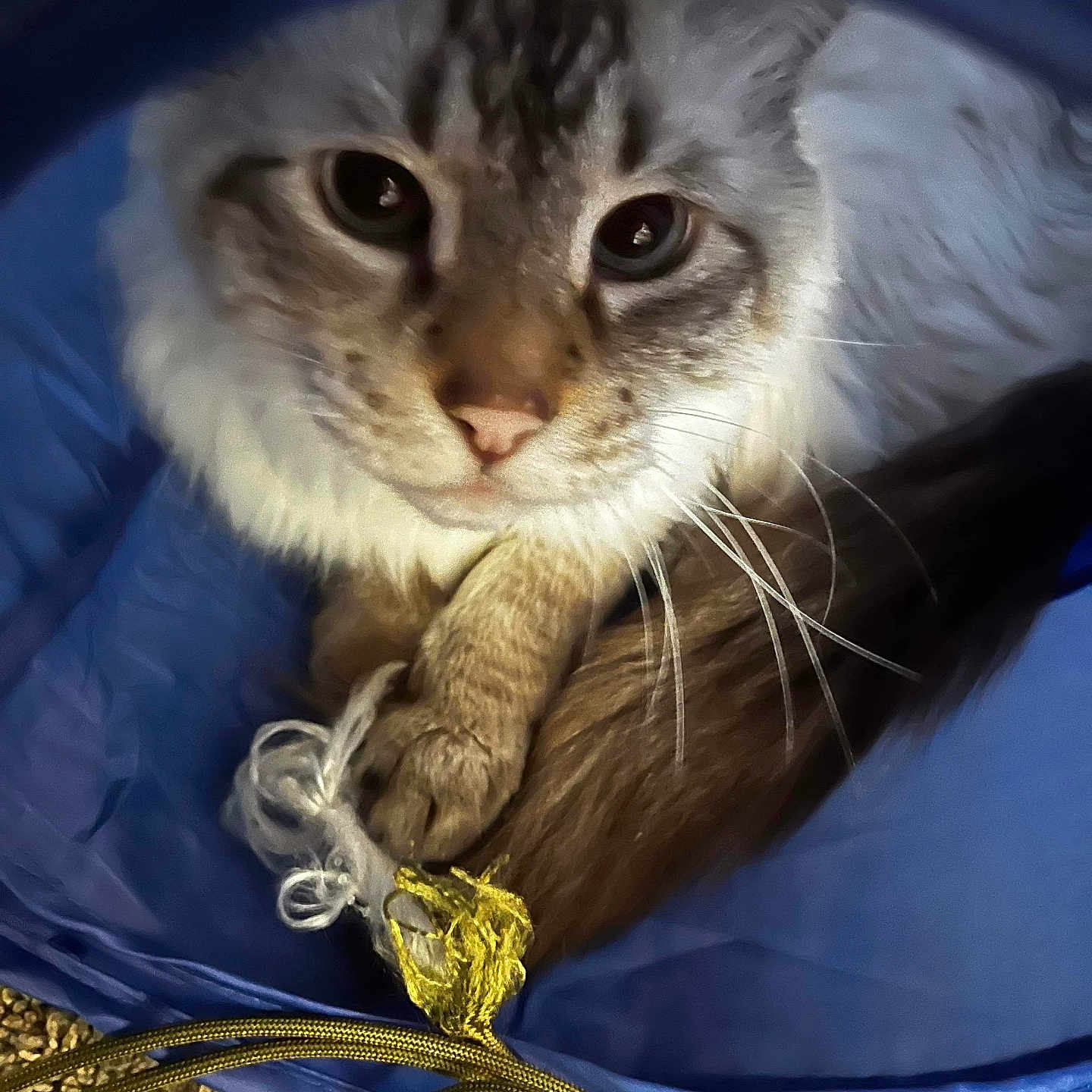 Groot is registered to the contest to win money with this photo: animal, blue, cat, claw, closeup, cozy, curious, eyes, face, feline, fur, indoor, paw, pet, playful, resting, string, toy, tunnel, whiskers