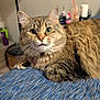 Whiskey is registered to the contest to win money with this photo: alert, blue_surface, blurred_background, cat, close_up, curious, cute, domestic_animal, fan, fluffy, fur, furniture, household_items, indoor, mammal, pet, resting, tabby_cat, whiskers, wide_eyes