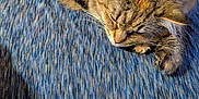 Whiskey joined the competition — help win amazing prizes! animal, blue_fabric, cat, closeup, cozy, curled_up, cute, domestic_cat, feline, fur, home, indoor, paw, pet, relaxing, resting, sleeping, soft, tabby, whiskers