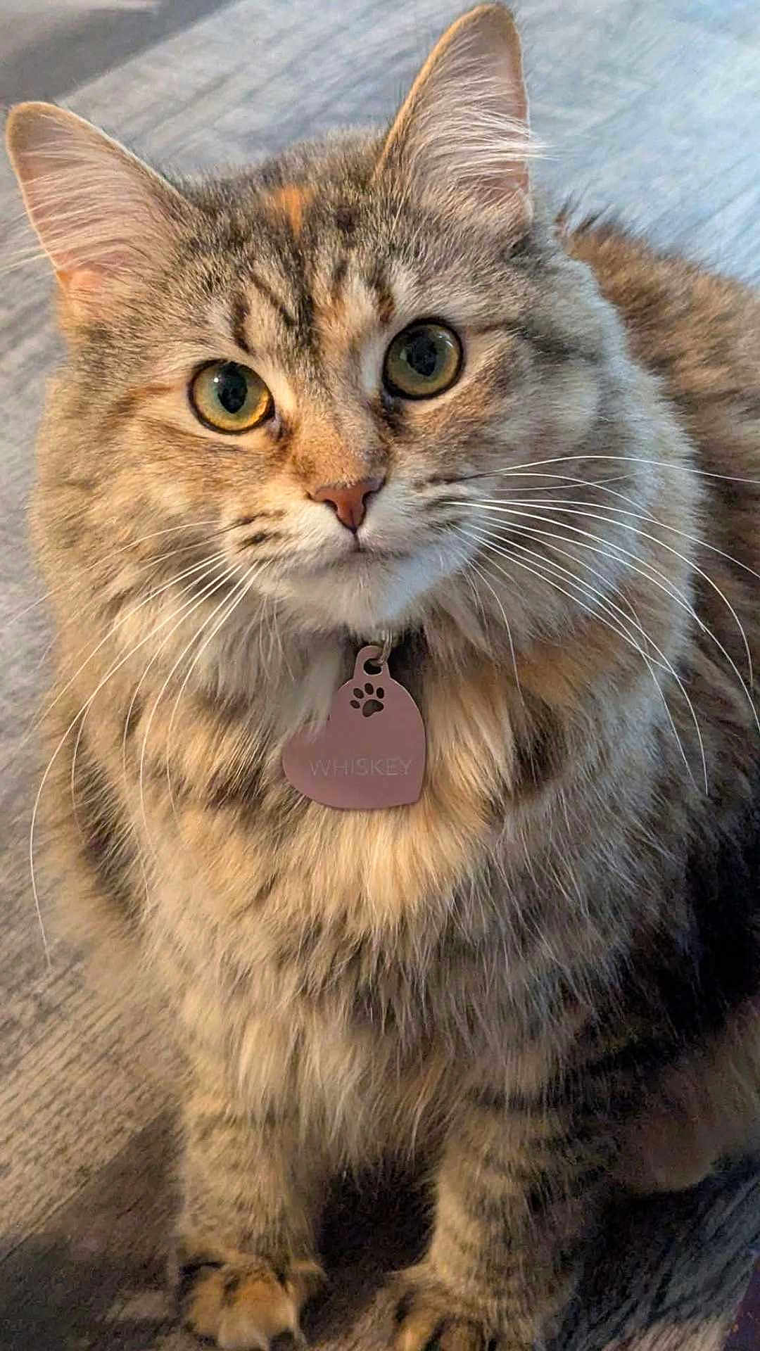 Whiskey