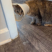 Whiskey joined the competition — help win amazing prizes! animal, appliance, cat, cone, confused, curious, domestic_cat, exploration, feline, floor, household, indoor, kitchen, pet, plastic_bag, refrigerator, side_view, standing, tabby, wooden_floor