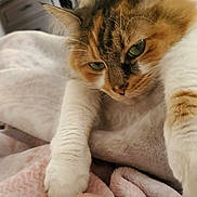 Sophie is registered to the contest to win money with this photo: animal, bedroom, blanket, cat, closeup, comfort, cozy, cute, feline, fur, green_eyes, indoor, paw, pet, relaxed, resting, sleepy, soft, tabby, whiskers