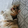 brown, cat, close_up, cozy, cute, feline, fluffy, fur, gray, green_eyes, indoor, lying_down, patterned_surface, pet, playful, relaxed, soft, tongue_out, whiskers, white