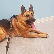 Rudy joined the competition — help win amazing prizes! animal, black, brown, canine, dog, domestic_animal, ears_up, floor, german_shepherd, happy, harness, indoor, leash, looking_away, lying_down, pet, resting, tile_floor, tongue_out, wall