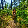 Rudy joined the competition — help win amazing prizes! adventure, animal, canine, daylight, dog, forest, german_shepherd, greenery, happy, nature, outdoor, path, plants, shadows, summer, sunlight, tongue_out, trees, walking, woods