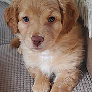 Sugar joined the competition — help win amazing prizes! animal, blanket, closeup, cozy, cute, dog, eyes, face, fluffy, fur, golden, home, indoor, nose, paws, pet, portrait, puppy, resting, young
