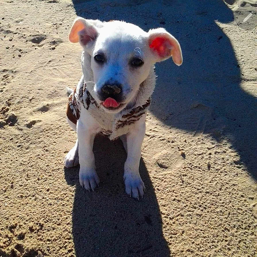 Enyo joined the competition — help win amazing prizes! animal, ball, beach, bulldog, canine, coast, dog, nature, outdoors, pet, photography, puppy, sea, shoreline, soil, sport, tennis, tennisball, water, whitedog