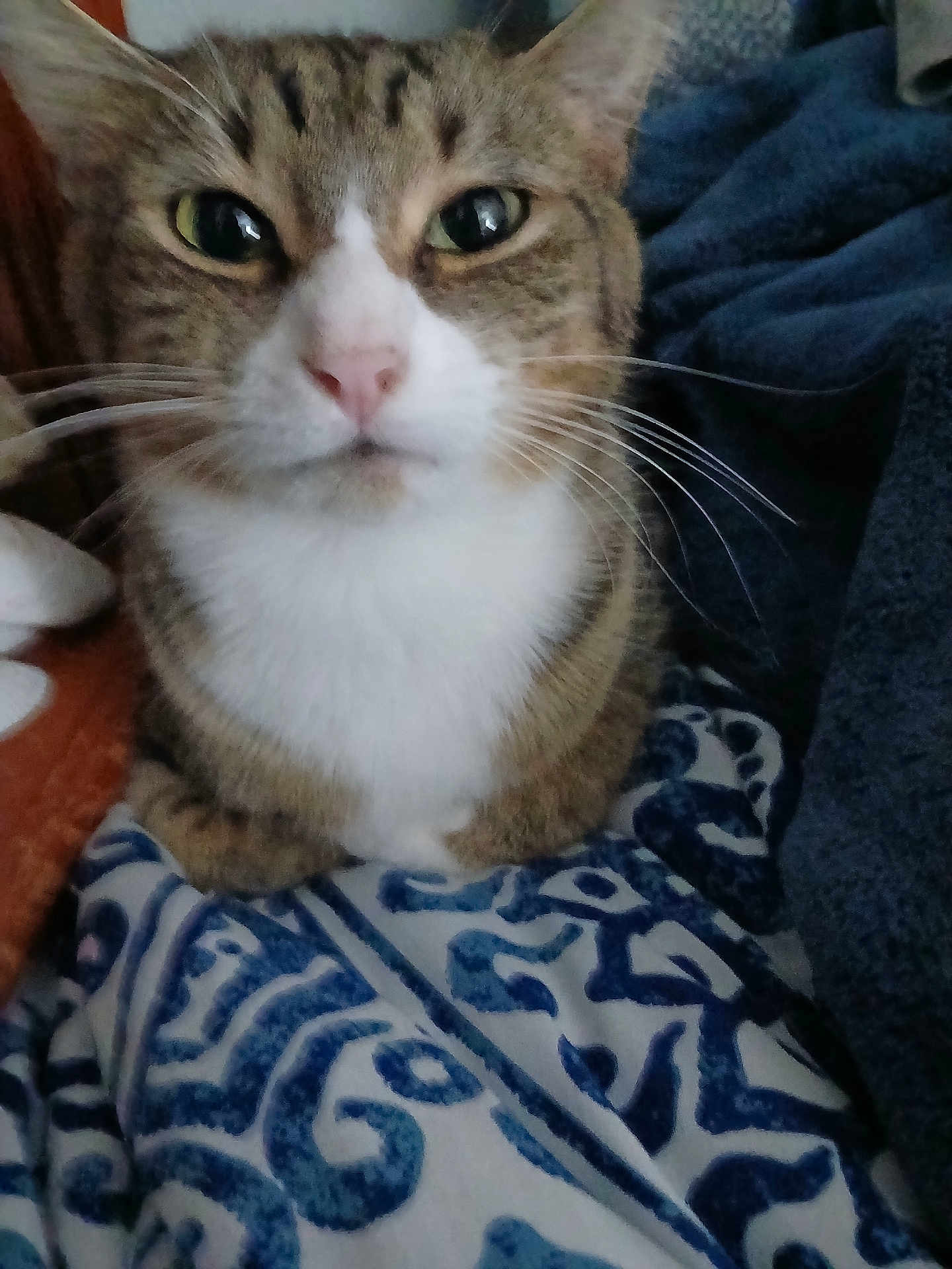 Charlotte joined the competition — help win amazing prizes! cat, tabby_cat, close_up, pet, animal, feline, whiskers, green_eyes, white_chest, blanket, pattern, blue, white, cozy, indoor, fur, resting, domestic_cat, cute, face