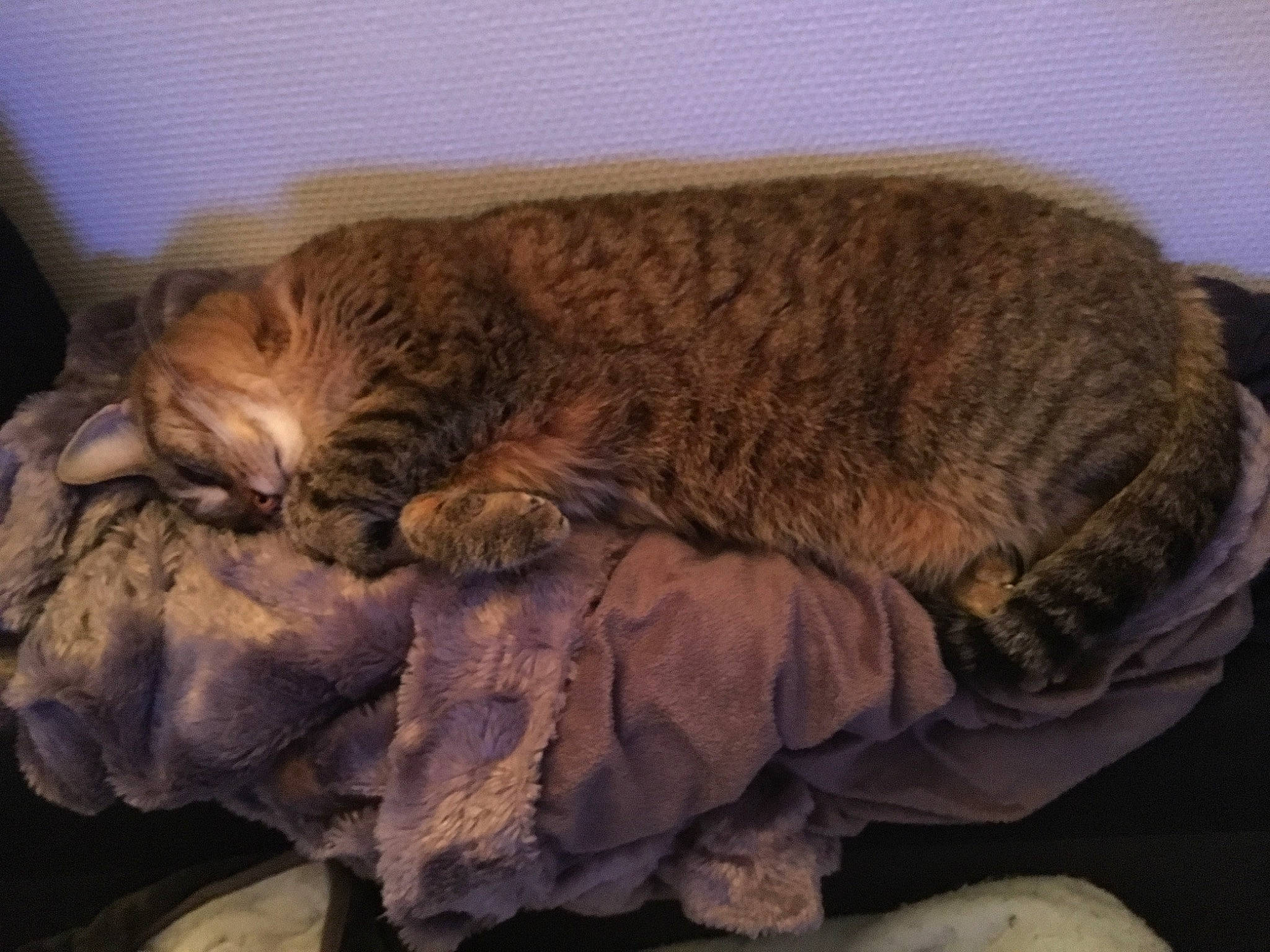 Tigresse participe au concours pour gagner de l'argent avec cette photo : carnivore, cat, domestic_short_haired_cat, dragon_li, european_shorthair, felidae, fur, nap, pixie_bob, sleep, small_to_medium_sized_cats, tabby_cat, whiskers