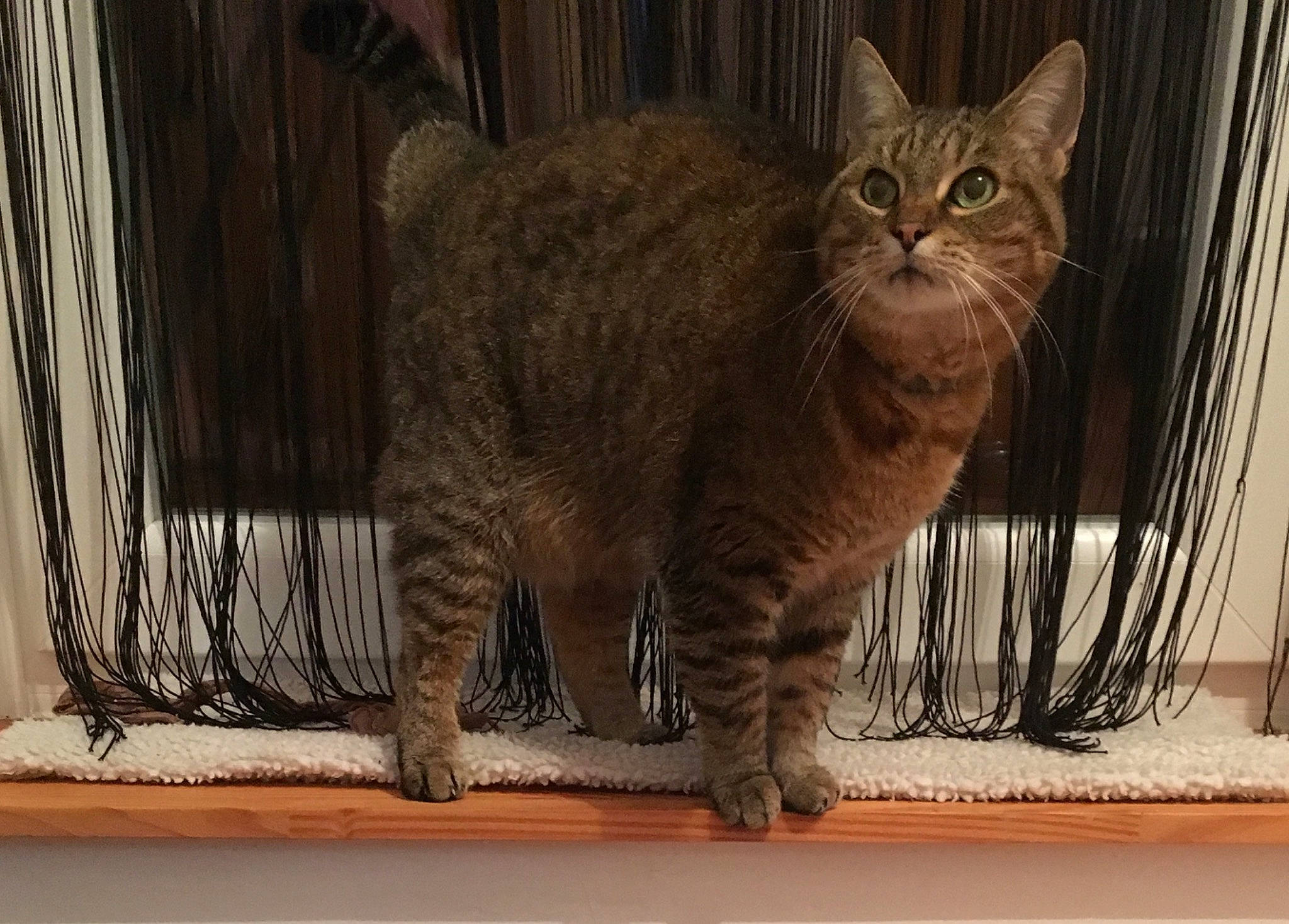 Tigresse participe au concours pour gagner de l'argent avec cette photo : american_bobtail, american_wirehair, asian, australian_mist, british_semi_longhair, california_spangled, carnivore, cat, domestic_short_haired_cat, dragon_li, european_shorthair, felidae, kitten, kurilian_bobtail, mammal, pixie_bob, small_to_medium_sized_cats, tabby_cat, vertebrate, whiskers