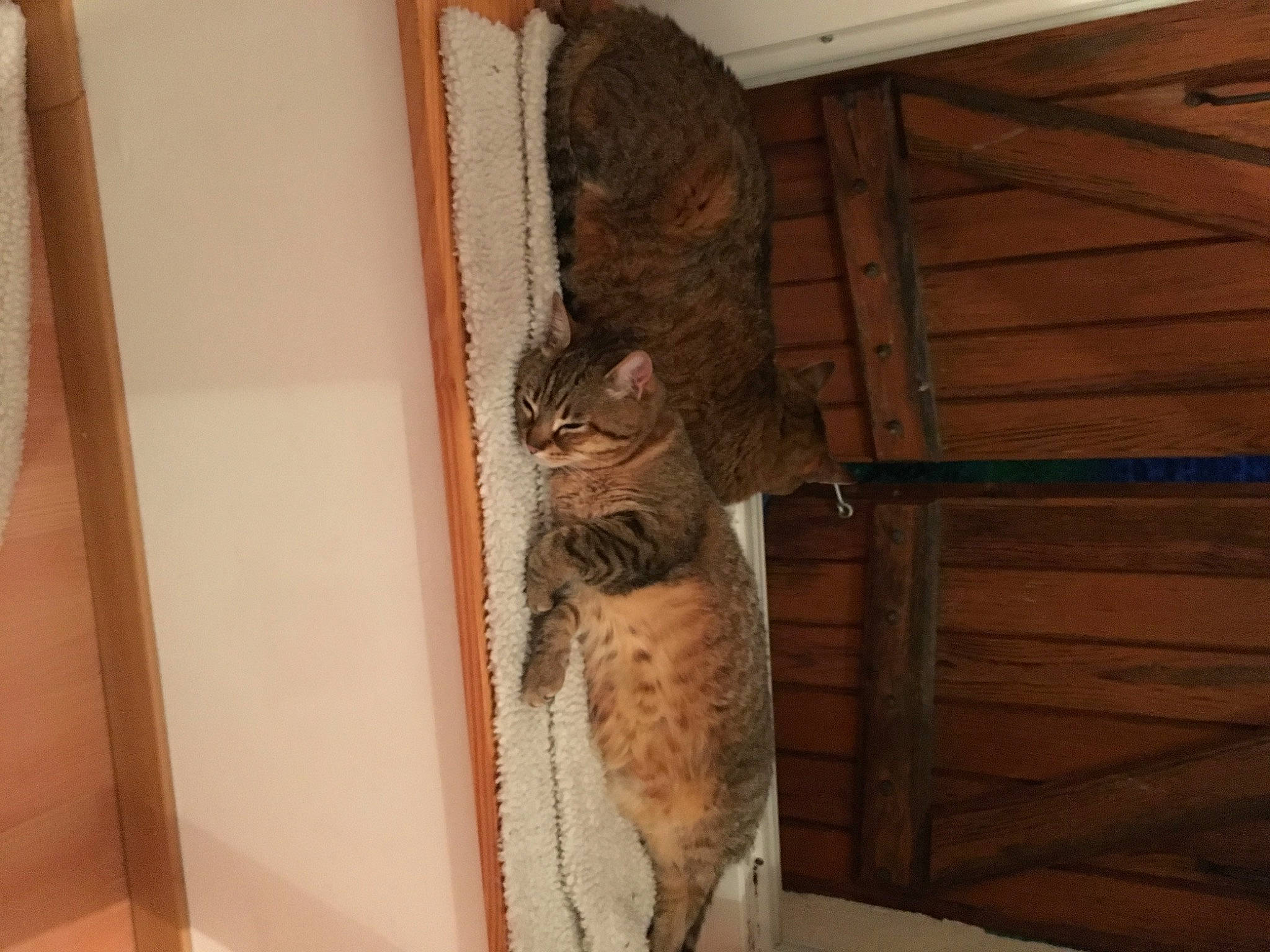 Tigresse participe au concours pour gagner de l'argent avec cette photo : carnivore, cat, chausie, domestic_short_haired_cat, european_shorthair, felidae, ocicat, pixie_bob, room, small_to_medium_sized_cats, tabby_cat, tail, whiskers, wood