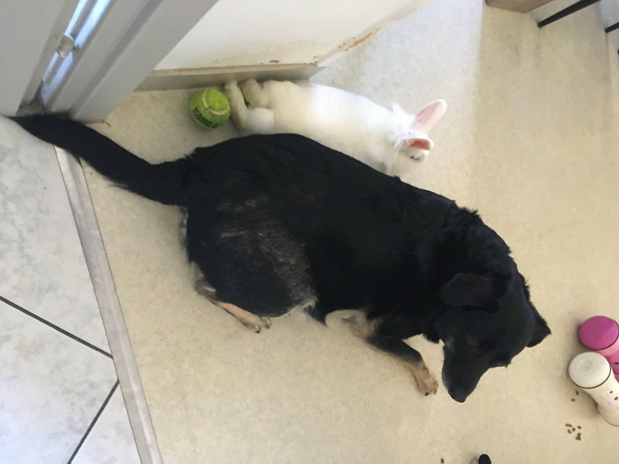 Milia participe au concours pour gagner de l'argent avec cette photo : canidae, carnivore, cat, dog, dog_breed, floor, sporting_group, tail