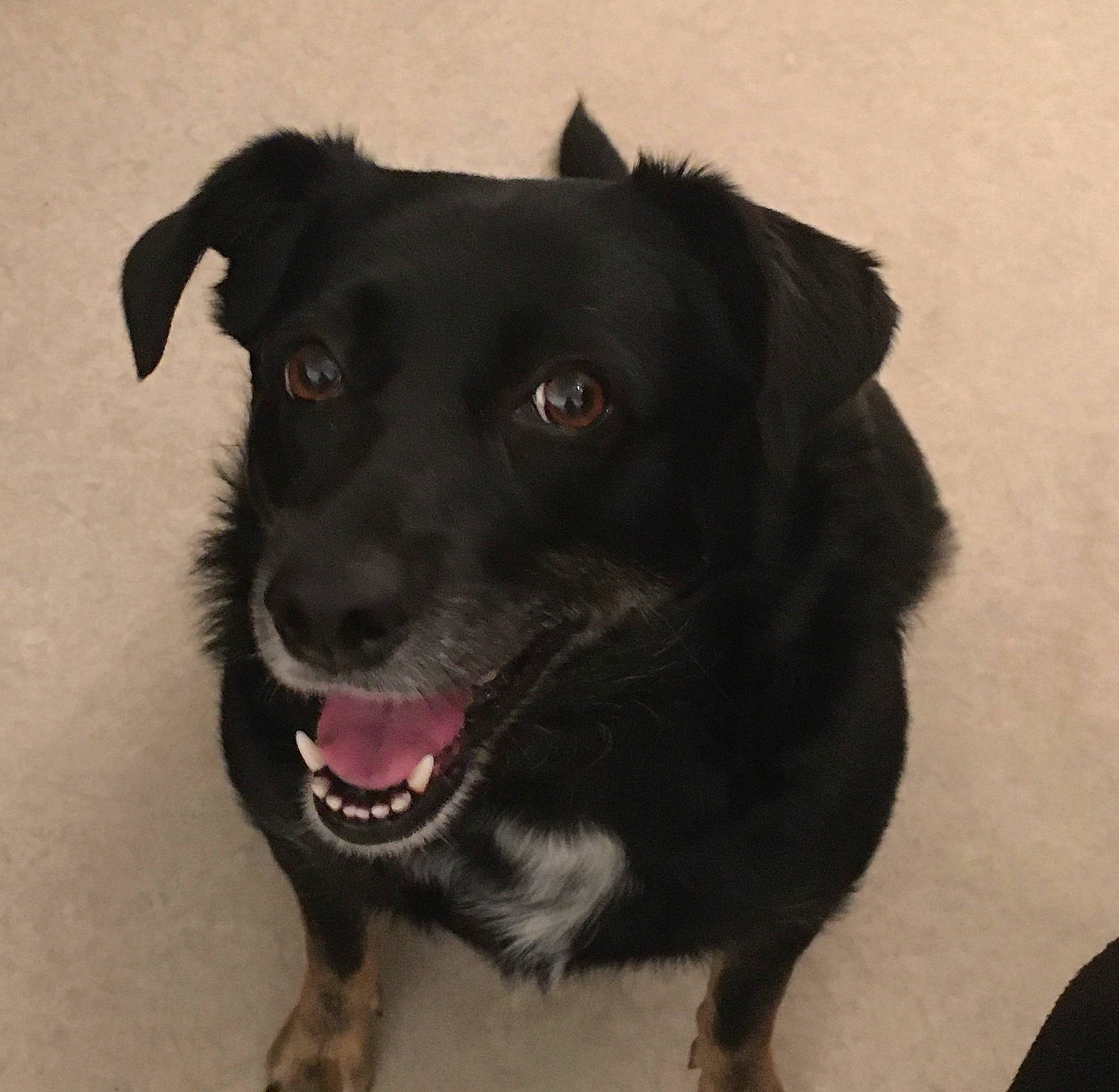 Milia a rejoint le concours — aidez-le/la à gagner de superbes lots ! beagador, borador, canidae, carnivore, dog, dog_breed, labrador_retriever, nose, patterdale_terrier, potcake_dog, puppy, rare_breed_dog, snout, sporting_group, street_dog, whiskers