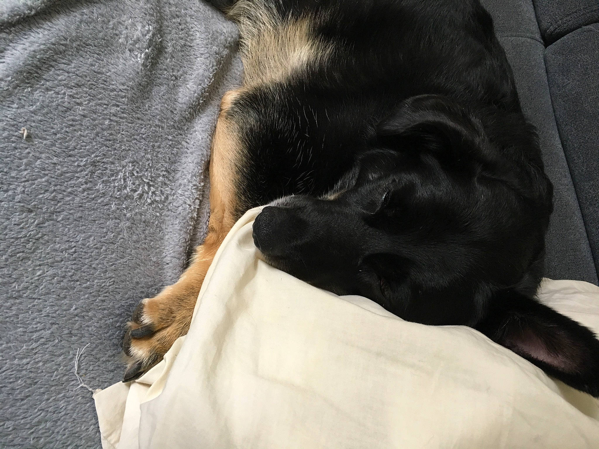 Milia a rejoint le concours — aidez-le/la à gagner de superbes lots ! canidae, carnivore, companion_dog, dog, dog_breed, fur, labrador_retriever, nap, puggle, puppy, sleep, snout, sporting_group