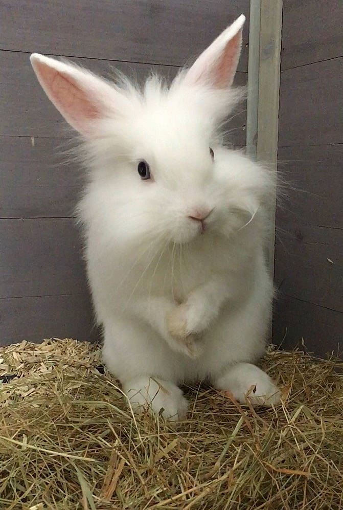 Whity a rejoint le concours — aidez-le/la à gagner de superbes lots ! angora_rabbit, domestic_rabbit, ear, grass, hare, mammal, rabbit, rabbits_and_hares, vertebrate, whiskers