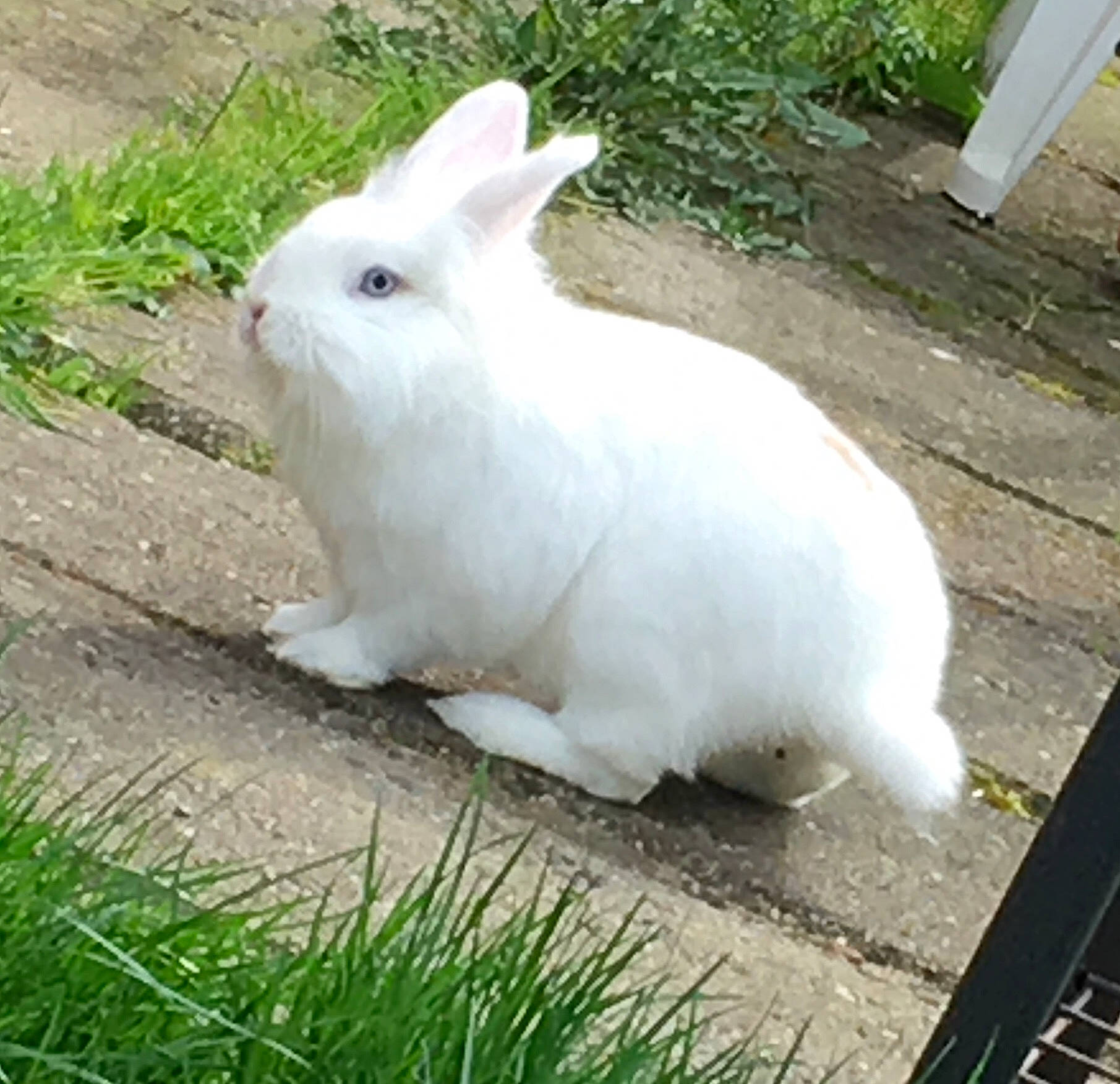 Whity participe au concours pour gagner de l'argent avec cette photo : angora_rabbit, domestic_rabbit, grass, hare, mammal, rabbit, rabbits_and_hares, snowshoe_hare, tail, vertebrate, whiskers