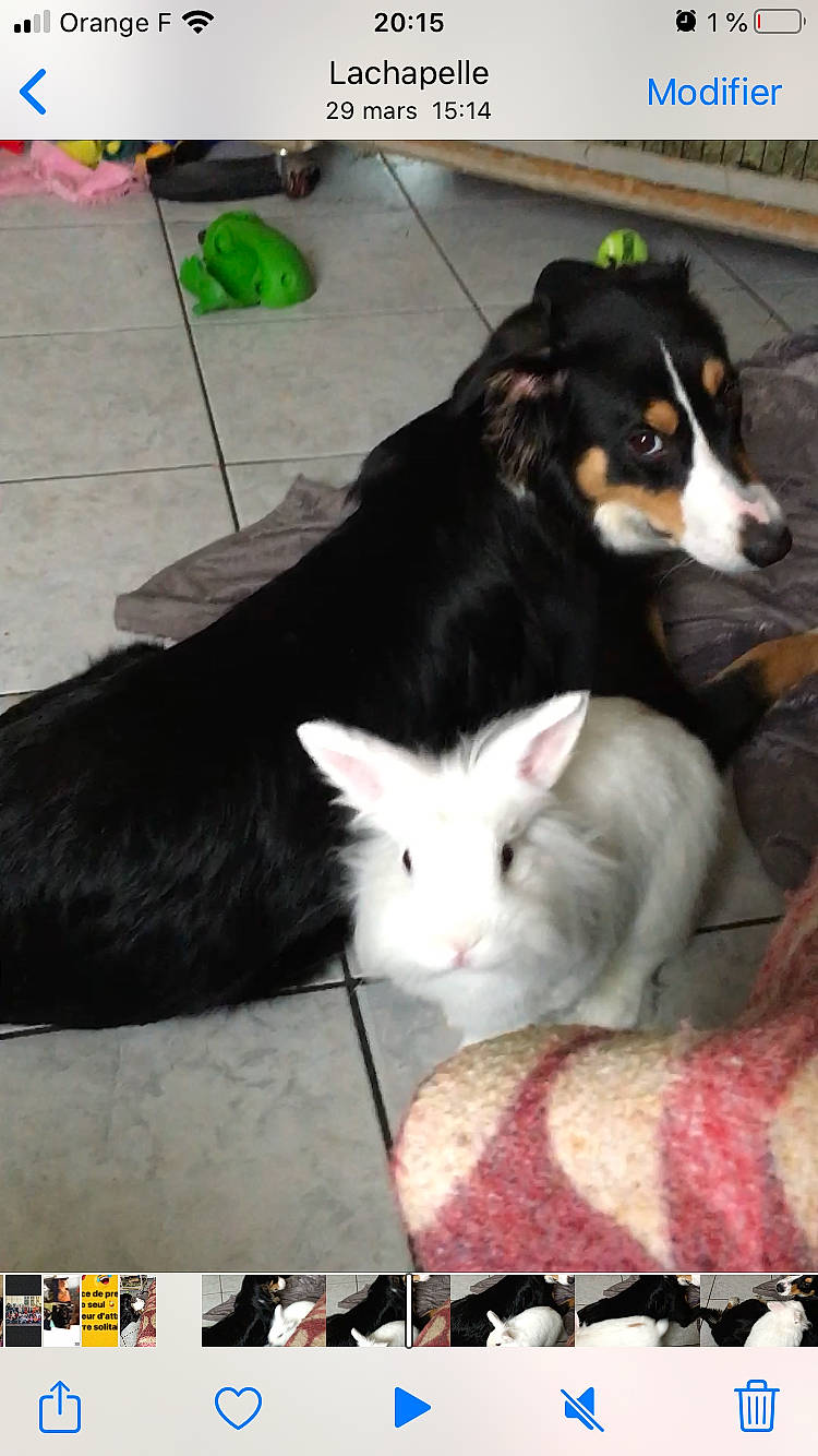 Whity a rejoint le concours — aidez-le/la à gagner de superbes lots ! australian_shepherd, bernese_mountain_dog, border_collie, canidae, carnivore, companion_dog, dog, dog_breed, mammal, snout, vertebrate, working_dog