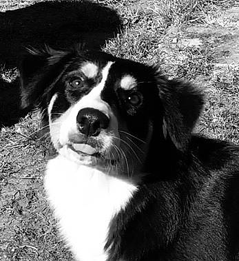 Pixie a rejoint le concours — aidez-le/la à gagner de superbes lots ! appenzeller_sennenhund, australian_shepherd, bernese_mountain_dog, black_and_white, border_collie, canidae, carnivore, companion_dog, dog, dog_breed, english_shepherd, mammal, monochrome_photography, nose, puppy, snout, sporting_group, vertebrate, whiskers, working_dog