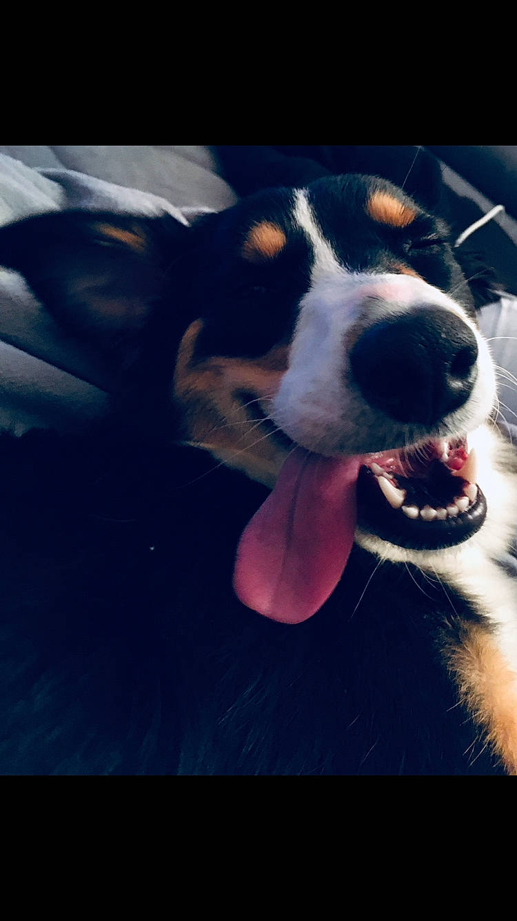 Pixie participe au concours pour gagner de l'argent avec cette photo : appenzeller_sennenhund, bernese_mountain_dog, canidae, carnivore, cloud, dog, dog_breed, entlebucher_mountain_dog, greater_swiss_mountain_dog, mammal, nose, puppy, puppy_love, sky, snout, vertebrate, whiskers, working_dog