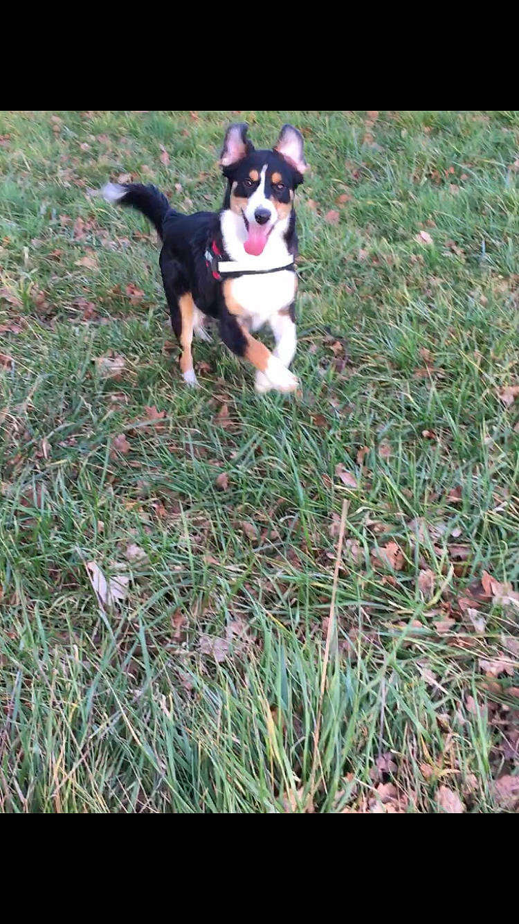 Pixie participe au concours pour gagner de l'argent avec cette photo : appenzeller_sennenhund, australian_kelpie, australian_shepherd, canidae, carnivore, companion_dog, dog, dog_breed, english_shepherd, entlebucher_mountain_dog, grass, herding_dog, mammal, puppy, rare_breed_dog, sporting_group, vertebrate, welsh_sheepdog, working_dog