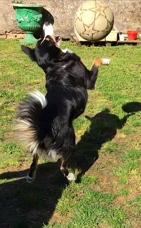 Pixie a rejoint le concours — aidez-le/la à gagner de superbes lots ! border_collie, canidae, carnivore, companion_dog, disc_dog, dog, dog_breed, english_shepherd, grass, herding_dog, sporting_group, tail, vertebrate