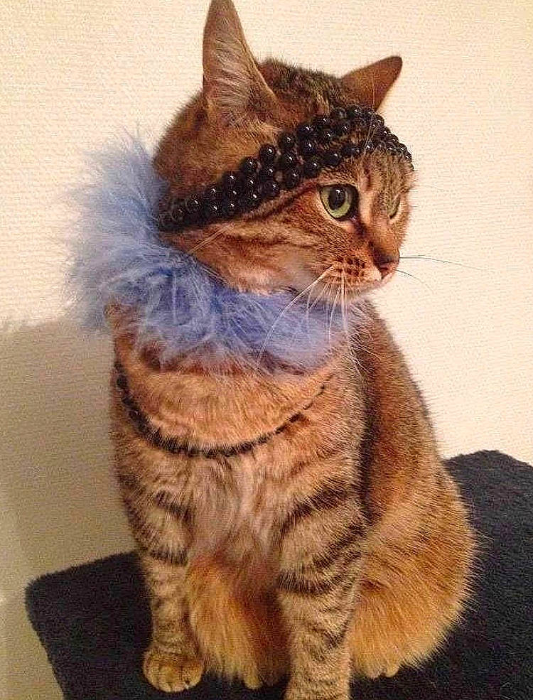 Niizy a rejoint le concours — aidez-le/la à gagner de superbes lots ! american_bobtail, american_wirehair, asian, california_spangled, carnivore, cat, domestic_short_haired_cat, european_shorthair, fawn, felidae, german_rex, kitten, mammal, pixie_bob, small_to_medium_sized_cats, tabby_cat, whiskers