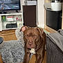 animal, architecture, building, canine, computerhardware, couch, dog, electronics, entertainmentcenter, furniture, hardware, hardwood, indoors, interiordesign, livingroom, monitor, room, screen, tv, wood