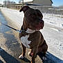 brown, calm, canine, collar, daylight, dog, ears, fence, house, leash, outdoor, paws, pet, quiet, road, side_view, sitting, snow, white, winter