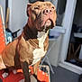 animal, boxer, bulldog, canine, dog, frenchbulldog, pet, pitbull, puppy, snout