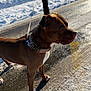 Alpha a rejoint le concours — aidez-le/la à gagner de superbes lots ! animal, brown_dog, canine, collar, daylight, dog, focused, frozen_ground, icy_road, leash, outdoor, pavement, person, pet, shadow, side_view, snow, standing, walking, winter