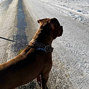 Alpha a rejoint le concours — aidez-le/la à gagner de superbes lots ! alert, animal, brown, canine, cold, collar, daylight, dog, fur, leash, outdoor, pavement, pet, quiet, road, shadow, side_view, snow, walking, winter
