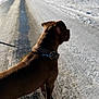 alert, animal, brown, canine, cold, collar, daylight, dog, fur, leash, outdoor, pavement, pet, quiet, road, shadow, side_view, snow, walking, winter