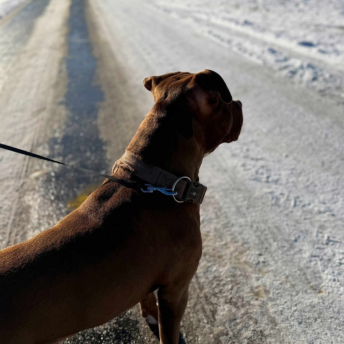 Alpha a rejoint le concours — aidez-le/la à gagner de superbes lots ! alert, animal, brown, canine, cold, collar, daylight, dog, fur, leash, outdoor, pavement, pet, quiet, road, shadow, side_view, snow, walking, winter