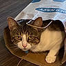 Buddy joined the competition — help win amazing prizes! animal, cat, close_up, curious, cute, domestic_cat, ears, face, feline, floor, indoor, looking, paper_bag, pet, playful, shopping_bag, tabby, whiskers, white_fur, wooden_floor