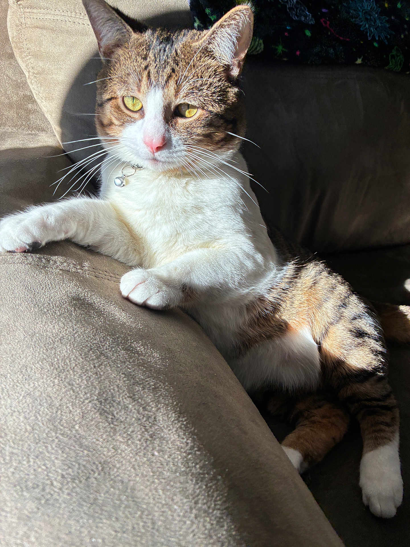 Buddy is registered to the contest to win money with this photo: cat, tabby_cat, pet, feline, indoor, couch, sunlight, relaxing, domestic_animal, whiskers, collar, yellow_eyes, paw, fur, mammal, portrait, resting, cozy, living_room, animal