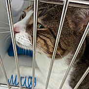 Buddy joined the competition — help win amazing prizes! cat, tabby, animal, pet, cage, metal_bars, whiskers, close_up, fur, face, indoor, blanket, white, blue, curious, looking, portrait, domestic_cat, feline, resting