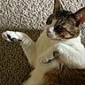 Buddy joined the competition — help win amazing prizes! animal, brown, carpet, cat, closeup, curious, cute, domestic, feline, fur, indoor, laying, paw, pet, relaxed, resting, soft, tabby, whiskers, white