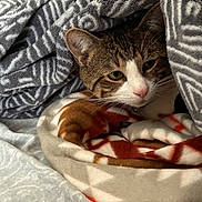 Buddy joined the competition — help win amazing prizes! animal, bed, blanket, cat, comfort, cozy, cute, ears, face, fleece, fur, indoor, nose, pet, resting, sleepy, soft, tabby, warm, whiskers