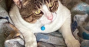 Buddy is registered to the contest to win money with this photo: animal, blanket, blue_tag, cat, closeup, collar, cute, domestic, eyes, fabric, feline, fur, indoor, pattern, paws, pet, resting, soft, tabby, whiskers
