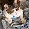 animal, blanket, blue_tag, cat, closeup, collar, cute, domestic, eyes, fabric, feline, fur, indoor, pattern, paws, pet, resting, soft, tabby, whiskers