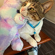 Buddy is registered to the contest to win money with this photo: animal, blue_collar, cat, close_up, colorful, curious, feline, floor, friendship, home, indoor, pet, playful, plush_toy, soft_texture, stuffed_animal, tabby, whiskers, wooden_table, yellow_eyes