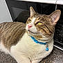 appliance, bell, blue_collar, cat, closeup, countertop, domestic_cat, ears, face, fur, indoor, kitchen, looking_away, microwave, pet, relaxed, tabby_cat, whiskers, white_fur, yellow_eyes