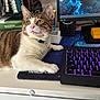 cat, claw, collar, computer_monitor, curious, desk, feline, indoor, keyboard, mouse_pad, notebooks, office, pet, purple_lighting, relaxed, stationery, tabby, technology, white_fur, workspace