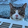 Buddy joined the competition — help win amazing prizes! cat, tabby, animal, pet, whiskers, ears, nose, face, outdoor, grate, curious, closeup, feline, fur, looking, eyes, nature, ground, background, daylight