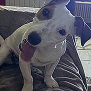 Bella a rejoint le concours — aidez-le/la à gagner de superbes lots ! dog, puppy, pet, animal, white_dog, brown_patches, head_tilt, sitting, couch, blanket, living_room, television, indoors, home, portrait, close_up, adorable, curious, floppy_ears, black_nose