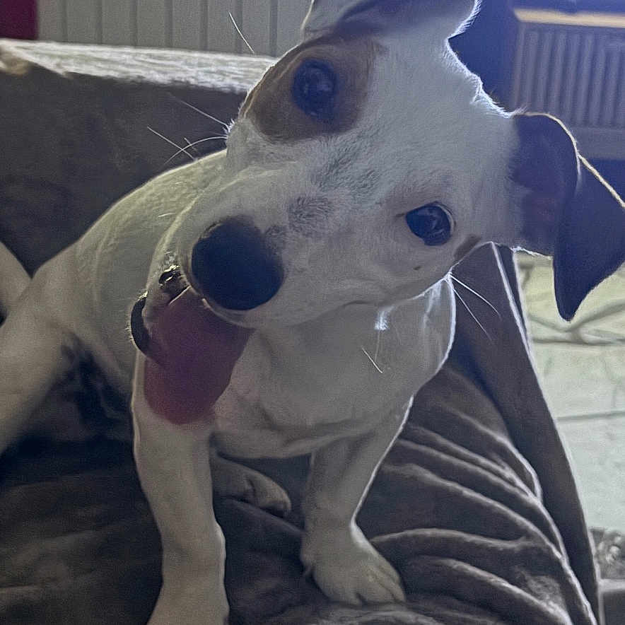 Bella
