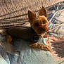 Rosco joined the competition — help win amazing prizes! dog, yorkshire_terrier, pet, small_dog, lying_down, blanket, fabric, indoor, cozy, fur, ears, curious_eyes, thundershirt, comfort, home, animal, canine, resting, cute, soft_lighting